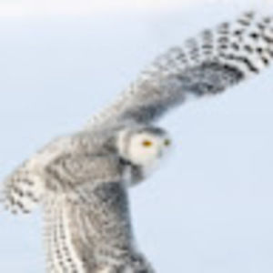 Meet your Posher, Kay